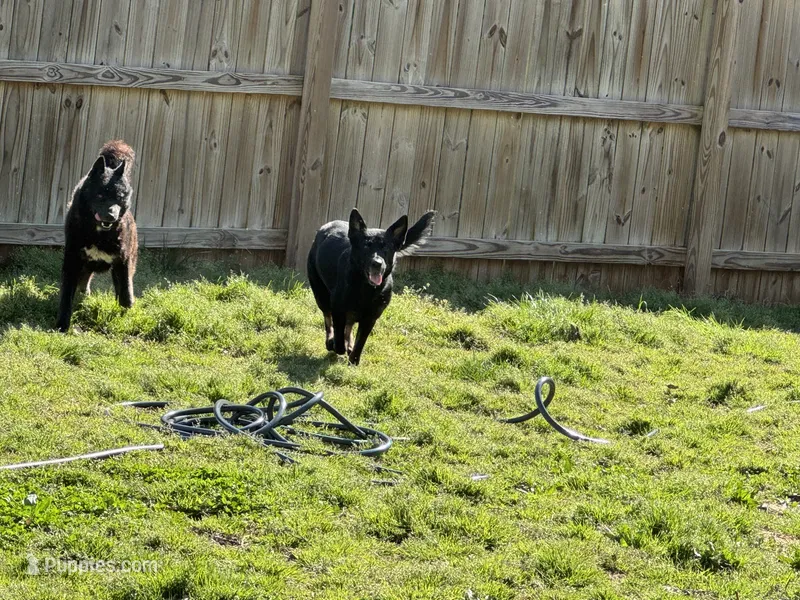 Rayne – German Shepherd Dog puppy for sale in Ashland, VA