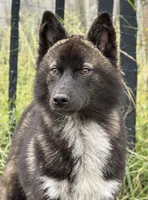 Lark, a male Siberian Husky for sale in Ashland, VA – 2 of 3