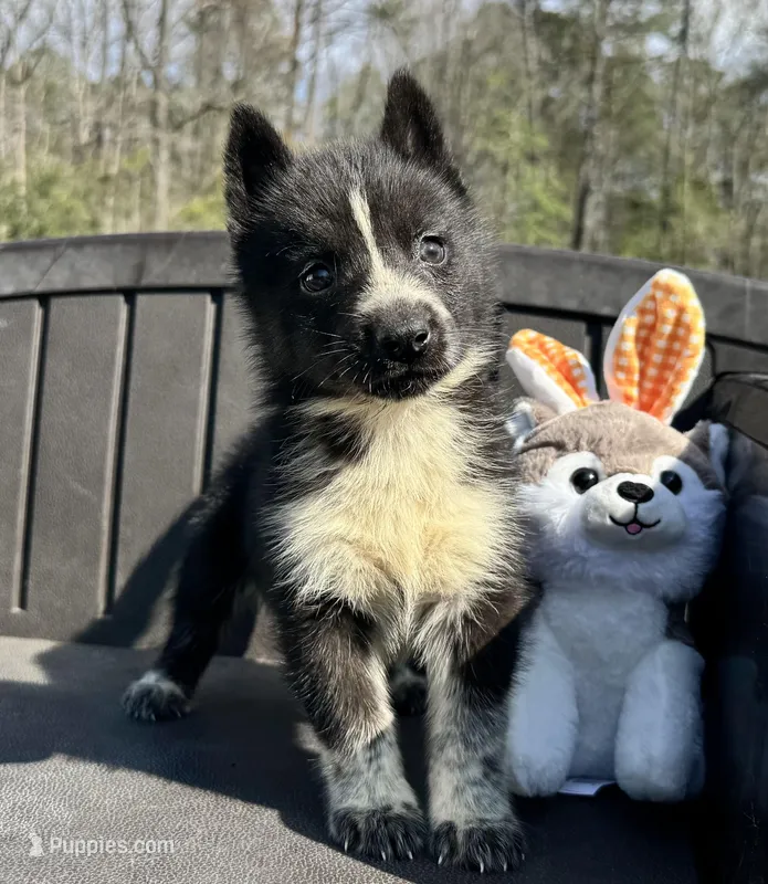 Klaus – Siberian Husky puppy for sale in Doswell, VA
