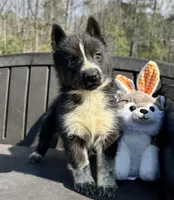 Klaus, a male Siberian Husky for sale in Augusta, WV – 3 of 3
