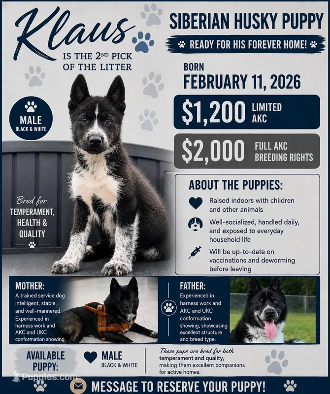 Klaus – Siberian Husky puppy for sale in Augusta, WV