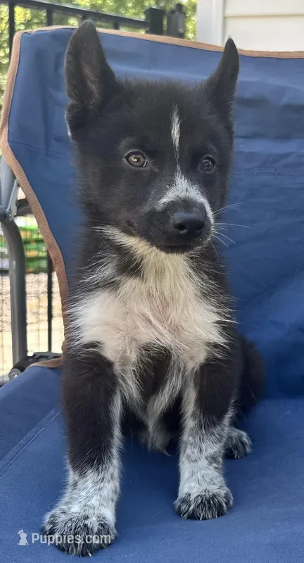 Klaus – Siberian Husky puppy for sale in Doswell, VA