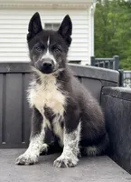 Klaus, a male Siberian Husky for sale in Augusta, WV – 1 of 3