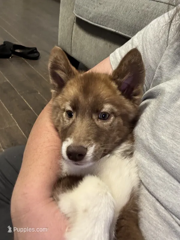 Hermione – Siberian Husky puppy for sale in Ashland, VA