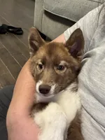 Hermione, a female Siberian Husky for sale in Ashland, VA – 1 of 4