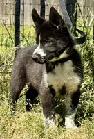 Sale- today only- Klaus , a male Siberian Husky for sale in Augusta, WV – 2 of 3