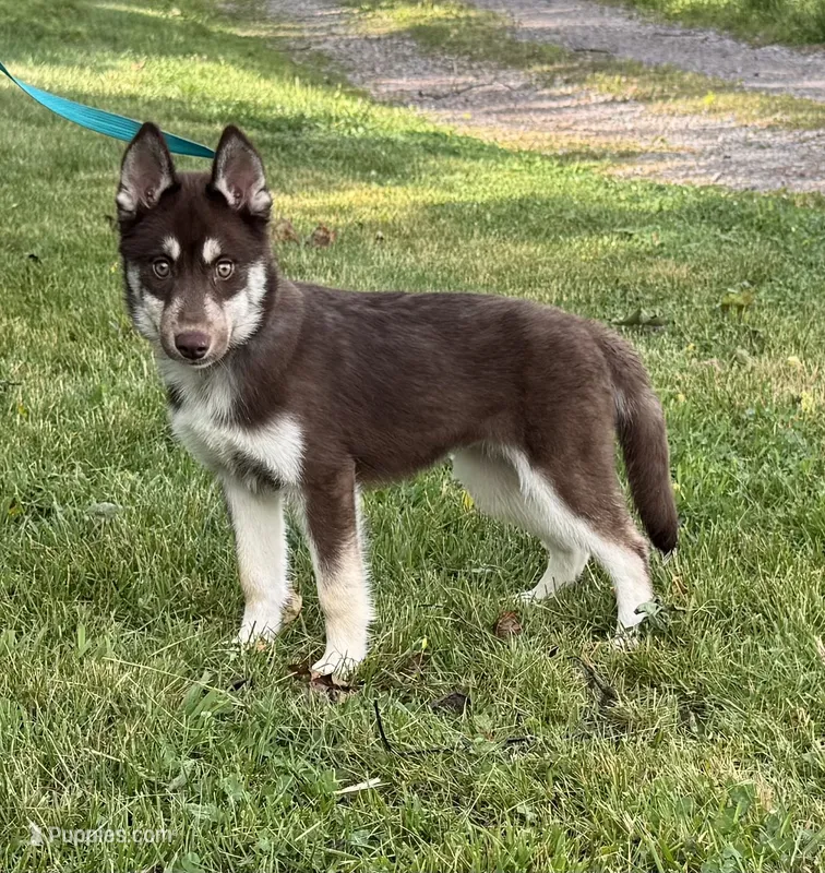 Quigley – Siberian Husky puppy for sale in Ashland, VA