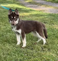 Quigley, a male Siberian Husky for sale in Ashland, VA – 1 of 5