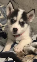Gracie, a female Siberian Husky for sale in Ashland, VA – 2 of 2