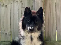 Trained-Meeko, a male Siberian Husky for sale in Ashland, VA – 1 of 4