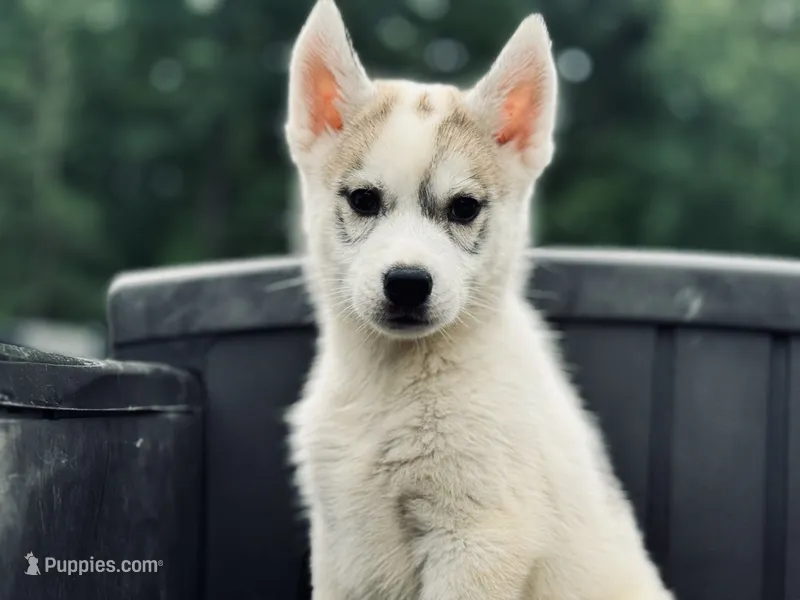 Nova – Siberian Husky puppy for sale in Ashland, VA