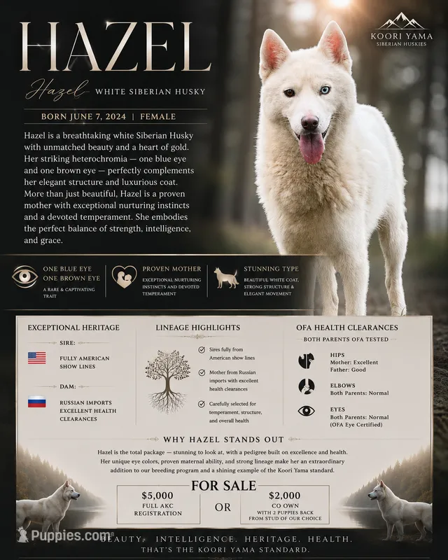 Hazel – Siberian Husky puppy for sale in Ashland, VA