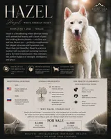 Hazel, a female Siberian Husky for sale in Ashland, VA – 1 of 1