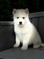 Daisy, a female Siberian Husky for sale in Ashland, VA – 4 of 4