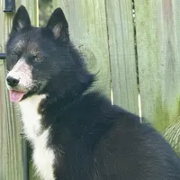Cami, a female Siberian Husky for sale in Ashland, VA – 1 of 1