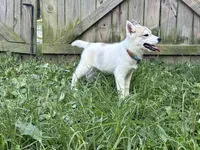 Pumpkin, a female Siberian Husky for sale in Ashland, VA – 3 of 5