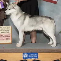 AKC Grand Champion Mikaeshi, a male Siberian Husky for sale in Ashland, VA – 1 of 1