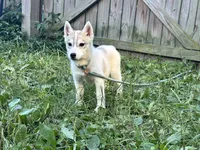 Pumpkin, a female Siberian Husky for sale in Ashland, VA – 2 of 5