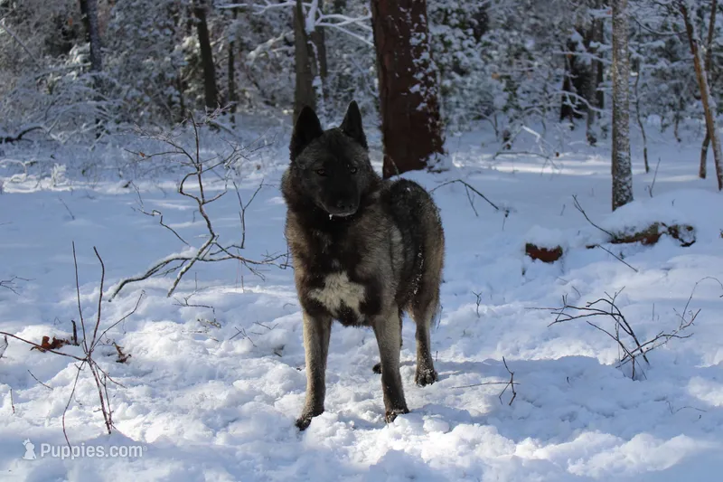 Vegas – Siberian Husky puppy for sale in Ashland, VA