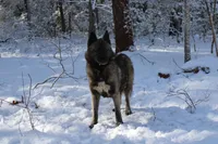 Vegas, a female Siberian Husky for sale in Ashland, VA – 1 of 3