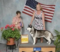 Oreo, a female Siberian Husky for sale in Ashland, VA – 3 of 4