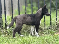 Klaus, a male Siberian Husky for sale in Ashland, VA – 4 of 4