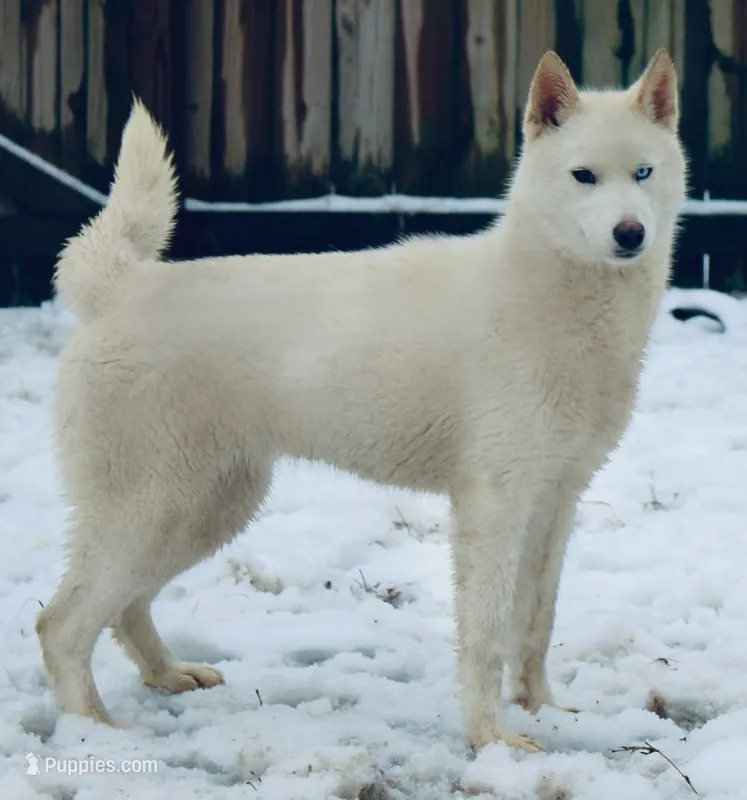 Hazel – Siberian Husky puppy for sale in Ashland, VA