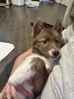 Hermione, a female Siberian Husky for sale in Ashland, VA – 3 of 4