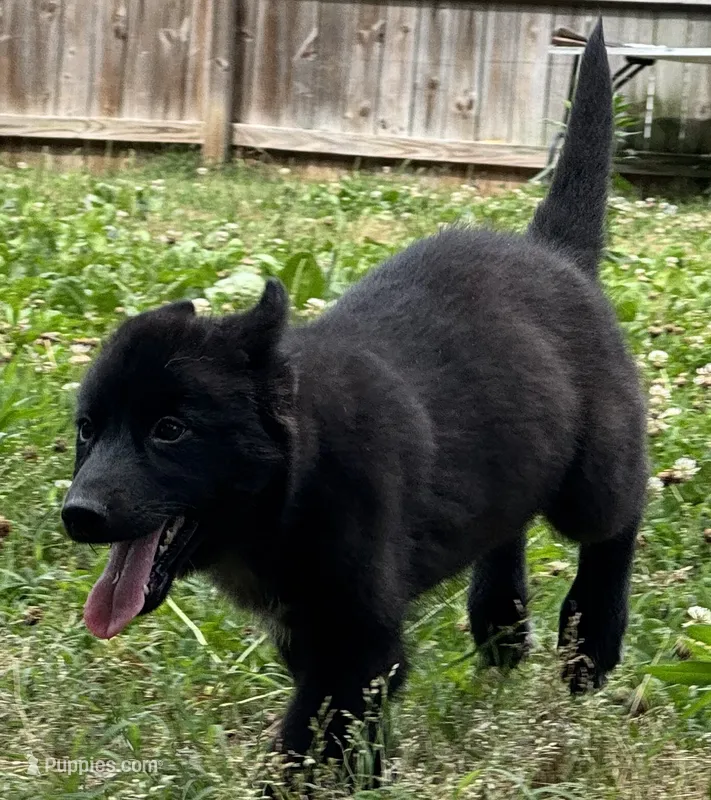 Raven – Siberian Husky puppy for sale in Ashland, VA