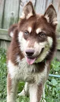 Quigley- Multi CH sired, a male Siberian Husky for sale in Ashland, VA – 2 of 3