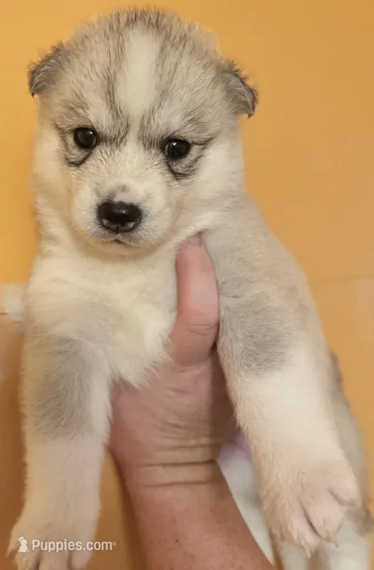 Daisy – Siberian Husky puppy for sale in Ashland, VA