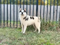 Carter, a male Siberian Husky for sale in Ashland, VA – 3 of 4