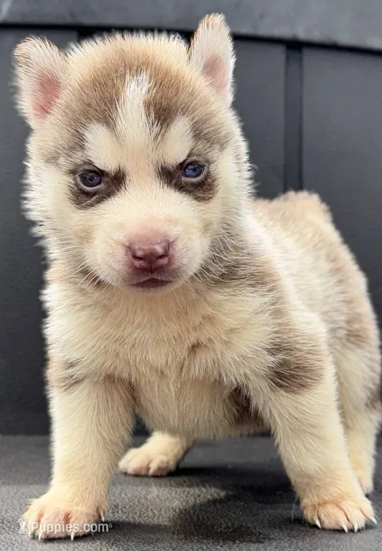 Journey  – Siberian Husky puppy for sale in Ashland, VA
