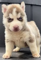 Journey , a female Siberian Husky for sale in Ashland, VA – 1 of 1