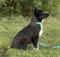 Klaus , a male Siberian Husky for sale in Ashland, VA – 2 of 3