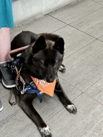Service dog - Kiki, a female Siberian Husky for sale in Ashland, VA – 5 of 6