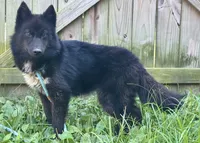Raven, a female Siberian Husky for sale in Ashland, VA – 3 of 4