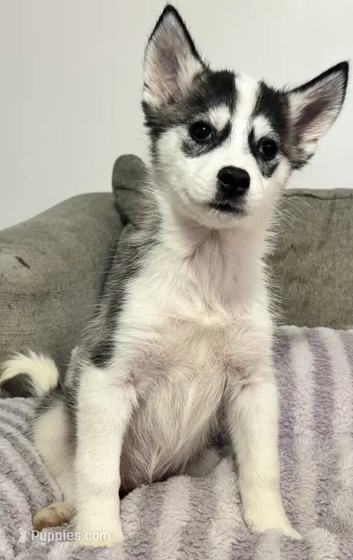 Grace – Siberian Husky puppy for sale in Ashland, VA