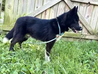 Klaus, a male Siberian Husky for sale in Ashland, VA – 4 of 4