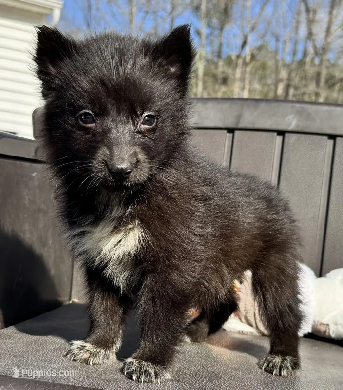 Raven – Siberian Husky puppy for sale in Doswell, VA