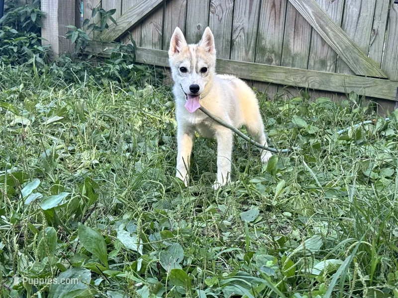 Pumpkin – Siberian Husky puppy for sale in Ashland, VA