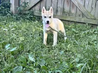 Pumpkin, a female Siberian Husky for sale in Ashland, VA – 1 of 5