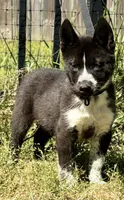 Sale- today only- Klaus , a male Siberian Husky for sale in Augusta, WV – 3 of 3