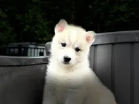 Daisy, a female Siberian Husky for sale in Ashland, VA – 2 of 5