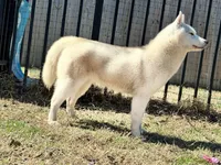 UKC CH Faith OFA Eyes Normal, a female Siberian Husky for sale in Ashland, VA – 6 of 6