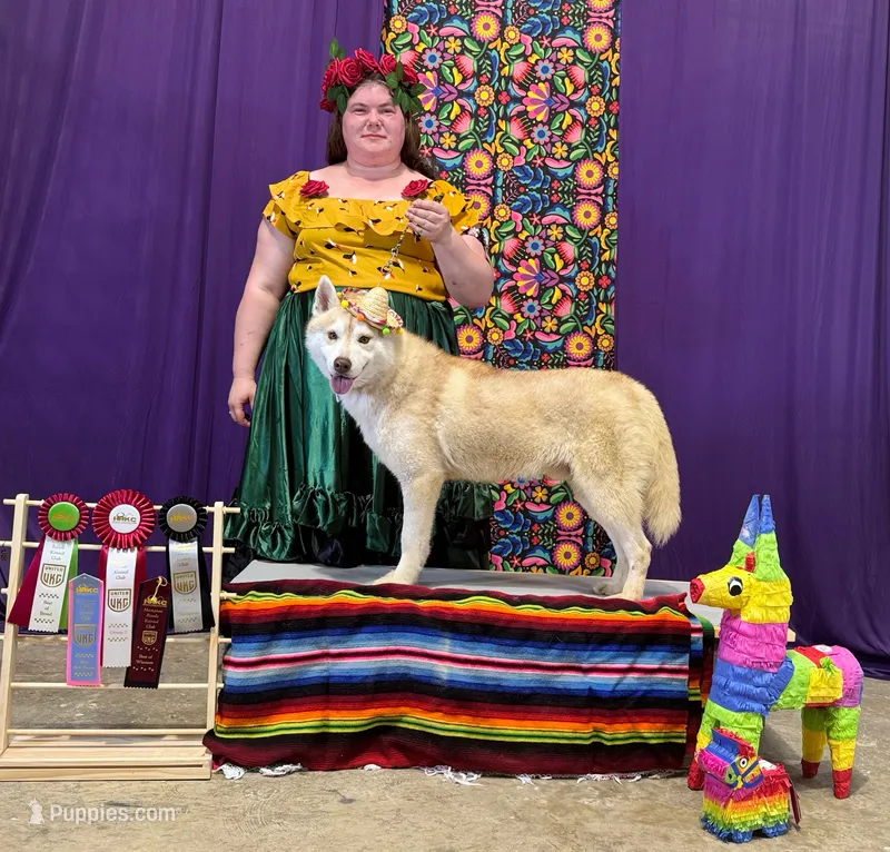 UKC Champion Rebel – Siberian Husky puppy for sale in Ashland, VA