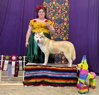 UKC Champion Rebel, a male Siberian Husky for sale in Ashland, VA – 1 of 3