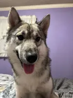 Whisper, a female Siberian Husky for sale in Ashland, VA – 4 of 6