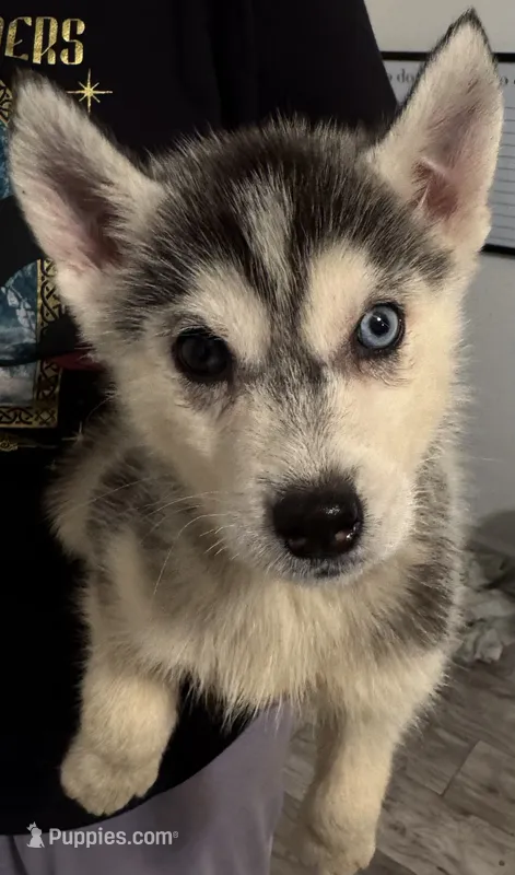 Rei – Siberian Husky puppy for sale in Augusta, WV