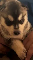 Lacy, a female Siberian Husky for sale in Ashland, VA – 2 of 2